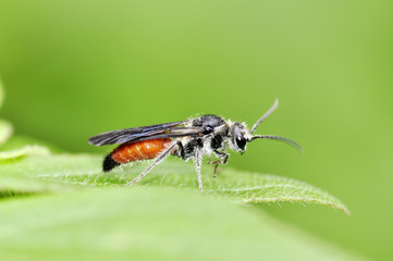 winged-ant on a green leaf