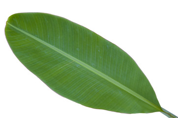 Obraz premium Tree Banana Leaf Isolated On White / clipping path
