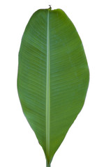 Tree Banana Leaf Isolated On White / clipping path