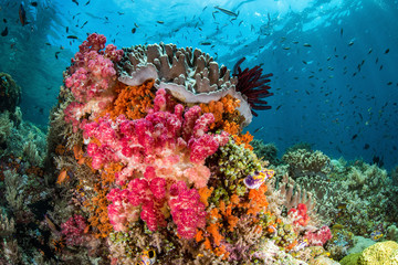 Soft Coral Formation