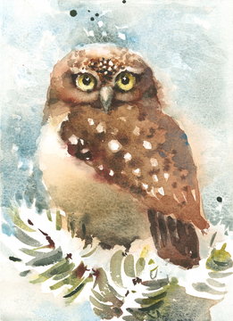 Watercolor Bird Winter Owl Nature Wildlife Hand Drawn Illustration