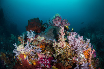 Fototapeta na wymiar Soft Coral Bommie