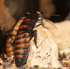 Madagascar cockroaches