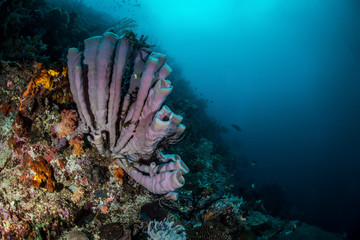 Purple Tube Sponge