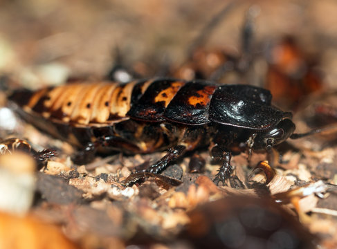 Madagascar cockroaches