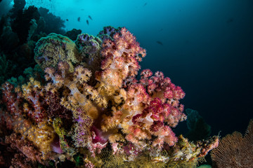 Fototapeta na wymiar Prickly Soft Coral