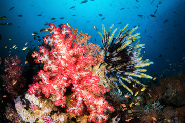 Soft Coral and Crinoid