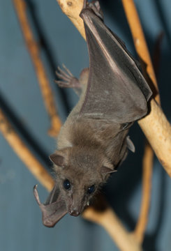 Night bat