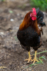 Colorful rooster or fighting cock in the farm