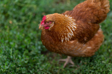 Hen and rooster feed on the traditional rural barnyard at sunny day.