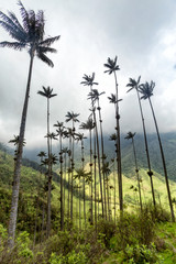 Portrait view of wax palms in the Cocora Valley near Salento, Colombia.