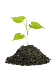 Young plant on a white background