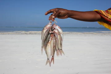 African Woman holding fresh fish / Mchanga Beach, Zanzibar Island, Tanzania, Indian Ocean, Africa
