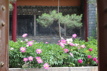 Fototapeta na wymiar Flowers in a Taoist Temple in Qinghai Province China Asia