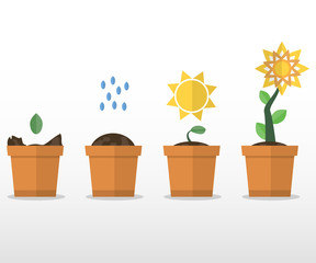 A set of plant growth. Flower. Vector flat illustration. Isolated on white background.