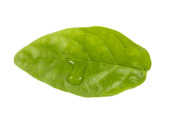 leaves,green,From the tree,Dew,Isolate Image ,