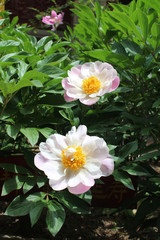 Fototapeta premium Flowers in a Taoist Temple in Qinghai Province China Asia