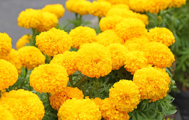 Marigold in the garden Thailand.