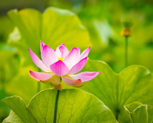 Closeup lotus flower