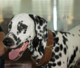 Dalmatian dog