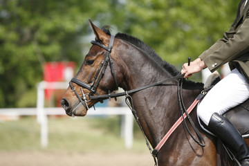 Obraz premium Bay colored purebred beautiful jumping horse canter on show jumping event