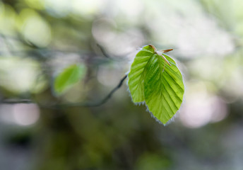 Green leaf of spring