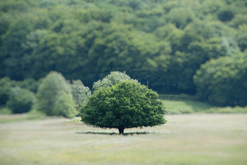 Fototapeta premium The tree in the meadow