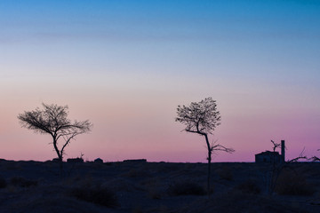 Plakat silhouettes of trees on hill with orange sky on background 
