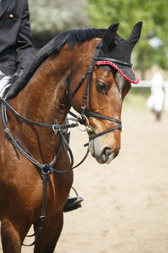 Portrait of beautiful show jumper horse in motion