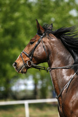 Obraz premium Vertical shot of a young beautiful show jumper stallion