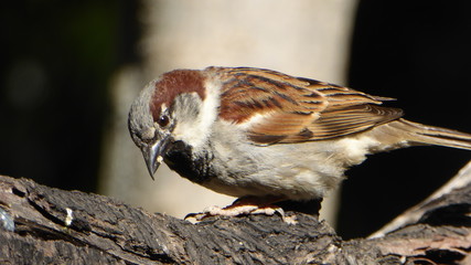 Spatz