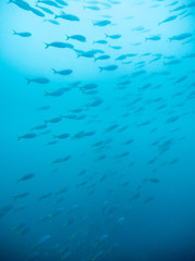 Fototapeta na wymiar Schooling Baracuda under water, gulf of Thailand