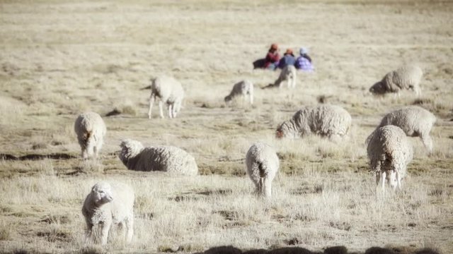 Family resting meanwhile the sheep grazing the highlands of Peru	