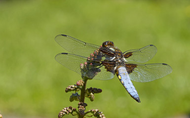 summer, dragonfly