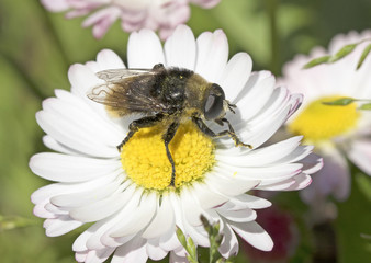 summer, hoverfly