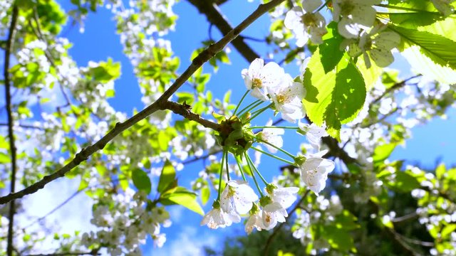 4K Spring Season White Cherry Blossom Flowers, Slow Motion Pan Macro Tree Branch