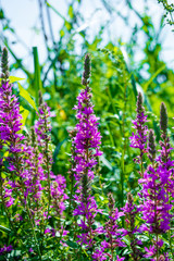 Obraz premium Photo of a violet beautiful flowers at summer