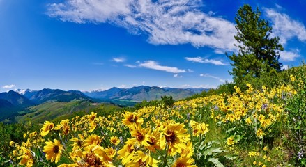 Naklejka premium Arnica in alpine meadows. Patterson Mountain near Winthrop, Washington. North Cascades National Park. USA.