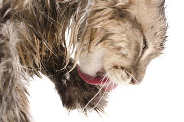 Wet cat, licked  isolated on white