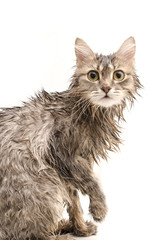Wet cat  isolated on white