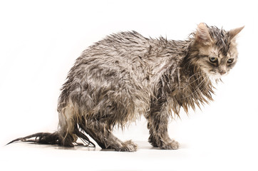 Wet cat  isolated on white
