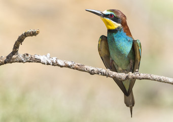 Abejaruco europeo