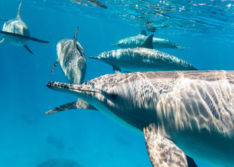 Schule Osttpazifischer Delfine  im Roten Meer