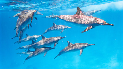 Delfin Schule im Roten Meer © JuliaNaether