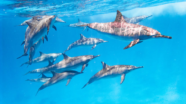 Delfin Schule im Roten Meer