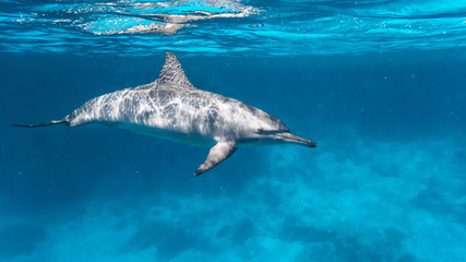 Osttpazifischer Delfin  im Roten Meer