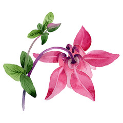 Wildflower aquilegia flower in a watercolor style isolated.
