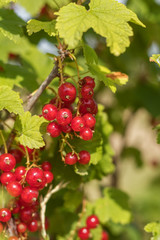 Bush of red currant  in a garden. Shallow depth of field. Sunshine.
