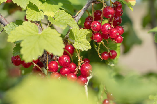 Bush of red currant  in a garden. Shallow depth of field. Sunshine.