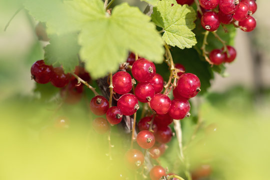 Bush of red currant  in a garden. Shallow depth of field. Sunshine.